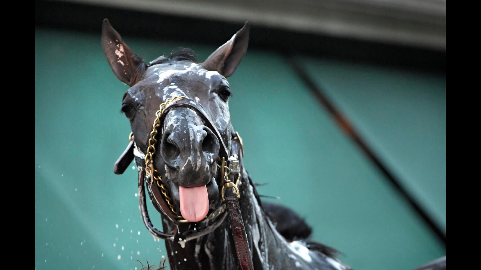 Preakness photos from years past